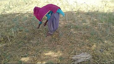 खेत में काम करती हुई उसकी देसी इंडियन ब्वॉयफ्रेंड के साथ गर्मजोशी भरा पल